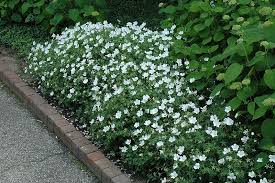 Pin On Gardening