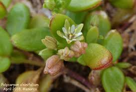 Image result for Polycarpon