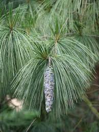 Maybe you would like to learn more about one of these? Eastern White Pine Is A Tree To Treasure