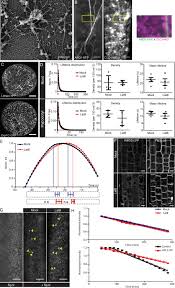 Why is endocytosis found in animal cell class 9. Evolutionarily Unique Mechanistic Framework Of Clathrin Mediated Endocytosis In Plants Elife