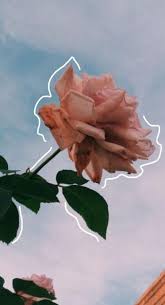 20 Trendy Flowers Wallpaper Ipad Nature In 2020 Flower Aesthetic Original Wallpaper Beautiful Flowers Wallpapers