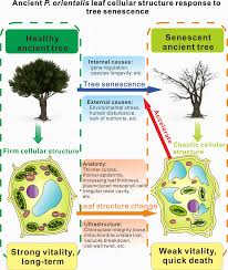 Check spelling or type a new query. Diagram Of Leaf Cellular Structural Response To Tree Senescence The Download Scientific Diagram
