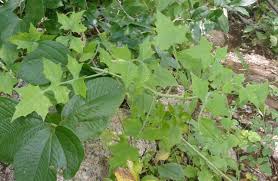 Image result for Solanecio