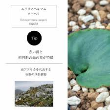 Image result for Eriospermum porphyrium