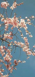 Iphone Xr Wallpaper 0980 Flower Cherryblossam Alliphonewallpaper Net Iphone Wallpaper Pattern Apple Watch Wallpaper Aesthetic Wallpapers