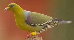 Bahkan jika perlu anda juga bisa melihat langsung gambar dari burung murai tersebut dan tentunya. Jenis Jenis Burung Punai Info Pendidikan Dan Biologi