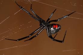 Black widow spiders get their common name from the popular belief that the female eats the male after mating, a phenomenon which rarely happens in nature. Black Widow Spider Facts For Kids Deadly Spiders