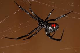 You can find them anywhere in north america, but mostly they're in the southern and these look a lot like black widows, but they don't have the red hourglass. Black Widow Spider Facts For Kids Deadly Spiders