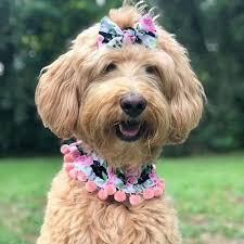 New Dog Ruffle Collar Black Pink Floral Dog Scrunchie Etsy Dog Owner Matching Dog Accessories Dog Bandana
