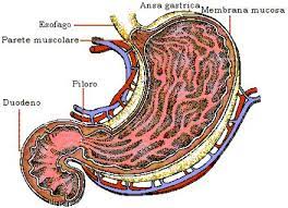 L'unico stomaco del bovino simile al nostro stomaco è l'abomaso, che per questa ragione è definito anche stomaco ghiandolare. Lo Stomaco