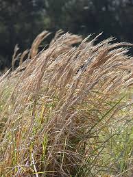Image result for Andropogon eucomus