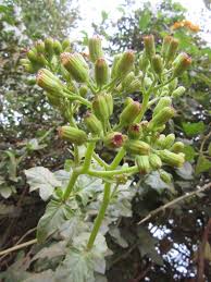 Image result for Gynura scandens