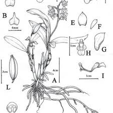 Image result for Polystachya lindblomii
