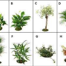 Check spelling or type a new query. Eight Indoor Foliage Plants For The Survey A Anthurium Andraeanum Cv Download Scientific Diagram