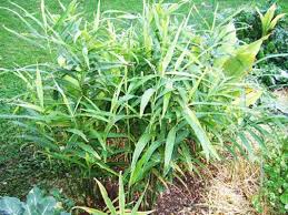 After plantation on the main field, within an interval of 8 to 10 months, this commercial crop becomes ready for harvesting. Mayurbhanj Farmers Shun Ginger Cultivation Orissapost