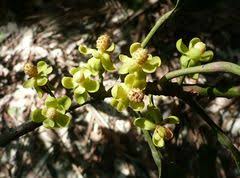 Image result for Uapaca guineensis