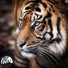 Tigers Are The Largest Member Of The Cat Family Volunteer Of The Day Gemma Ortlipp Gemskischnoodles The Tiger Is The Largest Member Of The F Sumatran Tiger Animals Wild Animals Beautiful
