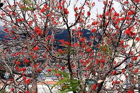 Image result for Erythrina sacleuxii