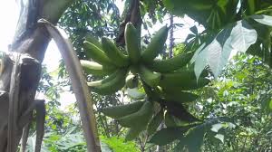 Image meta data for gambar pohon pisang raja\'s image. Pisang Rojo Temen Youtube