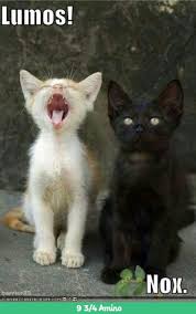 Lumos The White Cat Nox The Black Cat Harry Potter Amino