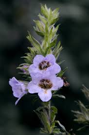 Image result for Mimulopsis