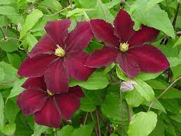 Velvety, ruby red blossoms with contrasting ivory stamens; Clematis Niobe Brushwood Nursery Clematis Specialists