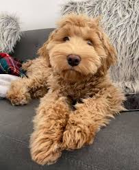 Contact dallas labradoodle today to learn about our puppies for sale, breading or stud services. Testimonials Doodles Of Oz