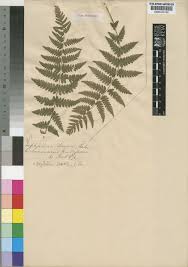 Image result for Amauropelta bergiana