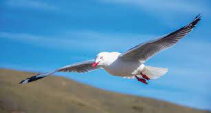 Until the 21st century, most gulls were placed in the genus larus, but that arrangement is now considered polyphyletic, leading to the resurrection of several genera. Seagulls The Most Intelligent And Resourceful Seabird And Pest Bird