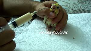 hand feeding cockatiels babies