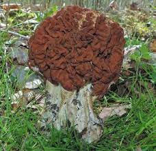 False Morels The Great Morel