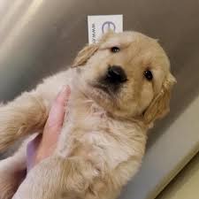 Adopt ziggy a red/golden/orange/chestnut golden retriever / shepherd (unknown. Registered Golden Retriever Puppies For Sale In San Diego California Classified Americanlisted Com
