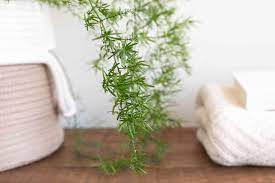 Fertilizing will encourage growth of the foliage. Asparagus Fern Plant Care And Growing Guide