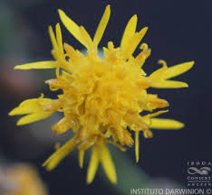 Image result for Octolepis