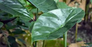 Elephant ears are lush jungle plants with large green leaves shaped like hearts. Alocasia Wentii Care In A Nutshell Plantophiles
