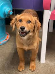 Looking for a mountain cur pup in eastern Kentucky that has been around  chickens?