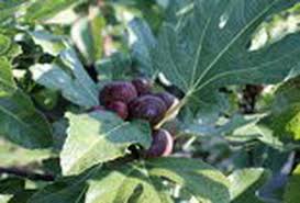 Superlatives to describe each person on your family tree. Exotic Fruits In Central Pa New Local Farm Grows Pawpaws Persimmons Figs And Jujubes Pennlive Com