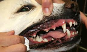 What are average dental costs and prices? Dental Care Holistic Animal Wellness Alternative Vet Of Nh