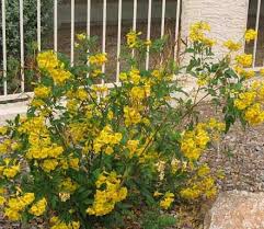 Giant Bird Of Paradise Arizona Yellow Bell Bush Arizona Plants Desert Plants Plants
