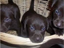 Shipping to all continental 48 states. Chocolate Labrador Retriever Puppies For Sale In Michigan Mi Free Michigan Superads Labrador Retriever Puppies Lab Dogs Chocolate Labrador Retriever