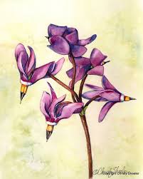 You can recreate this design or you can try adding a different flower. Shooting Stars Watercolor Painting 8 X10 Wildflowers Of Montana Artwork Copyright Watercolor Painting Etsy Original Watercolor Painting Original Watercolors