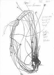 Image result for Pycreus flavescens