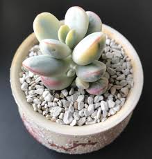 Check out our cotyledon orbiculata variegated selection for the very best in unique or custom, handmade pieces from our succulents shops. Cotyledon Orbiculata Variegata Succulents