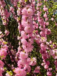 I see bees on dandelions every day, unlike the reports from guelph. Jimmy Turner On Twitter Prunus Triloba Multiplex Often Called Flowering Almond Or Flowering Plum Like A Big Cloud Of Pink With Bees And Butterflies Flying Everywhere This Member Of The Rosaceae Family