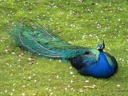 Dieser pinnwand folgen 286 nutzer auf pinterest. Pfau Im Forstbotanischem Garten Koln Mapio Net