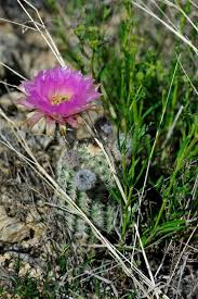 Echinocereus Reichenbachii Subsp Caespistosus Usa Texas Shackelford Co More Pictures At Http Www Kakteen Und Sukkulenten Sukkulenten Pflanzen Pflanzen