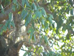 Image result for Berchemia discolor