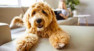 Lancaster puppies has your labradoodle puppy. Labradoodle Dog Breed Information A Guide To The Labrador Poodle Mix