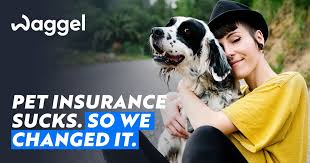 How does pet insurance work? Waggel Pet Insurance That Doesn T Suck