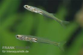 Feenbarbling Danionella Priapus Minifisch Tiere Zierfische Tiere Minifische Zierfische